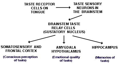 Taste path
